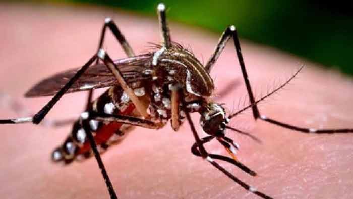 Dengeu in bangladesh